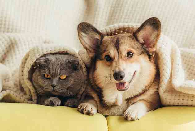 Hund och katt under en filt