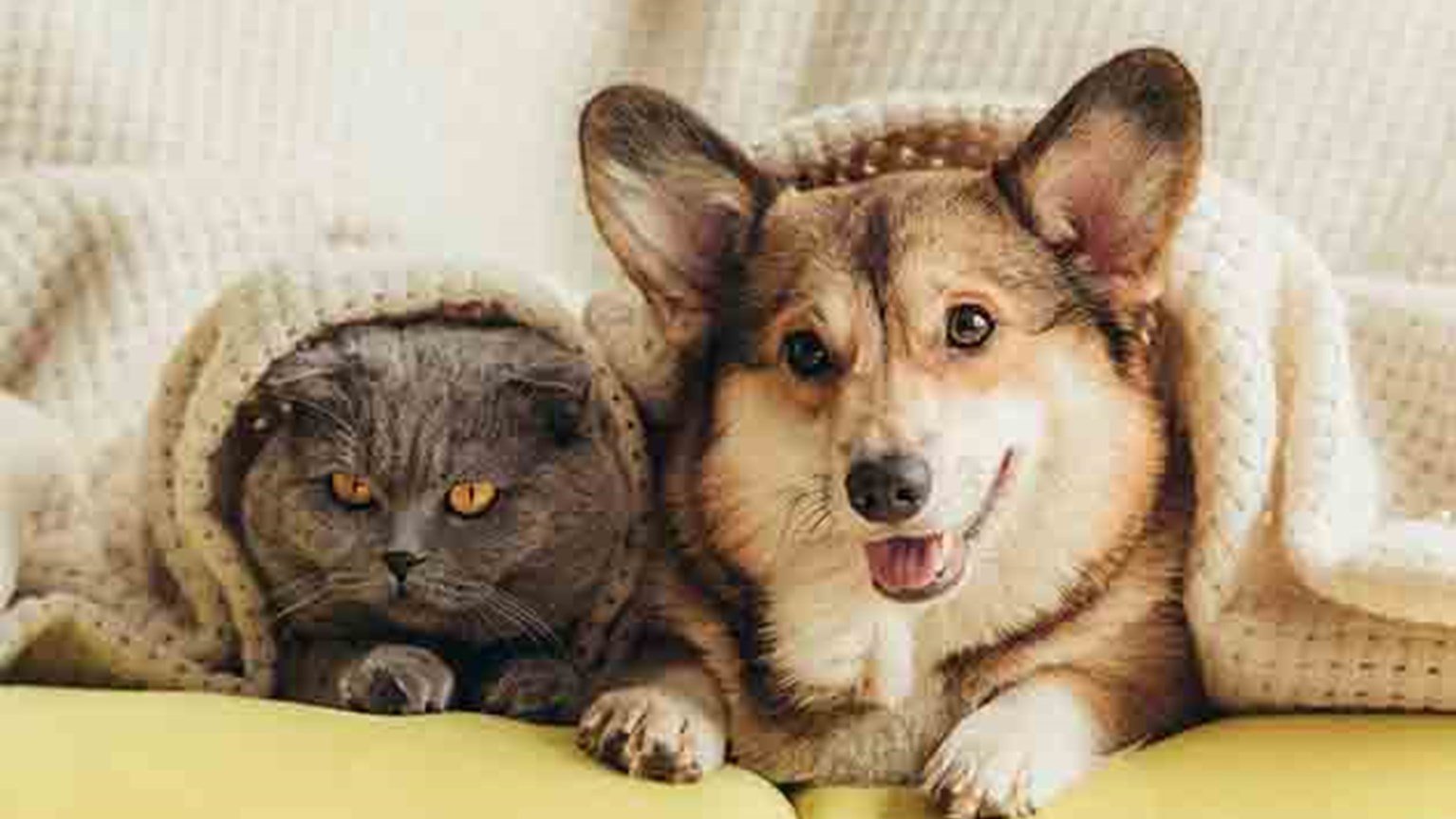 alt=Hund och katt under en filt