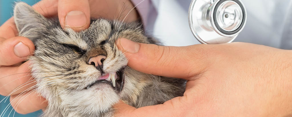 veterinär undersöker en katts tänder