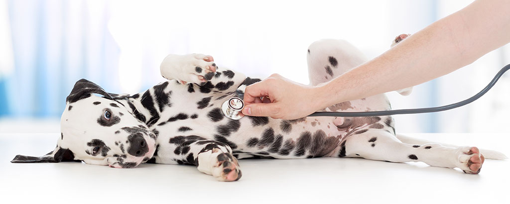 dalmatiner valp undersöks av veterinär