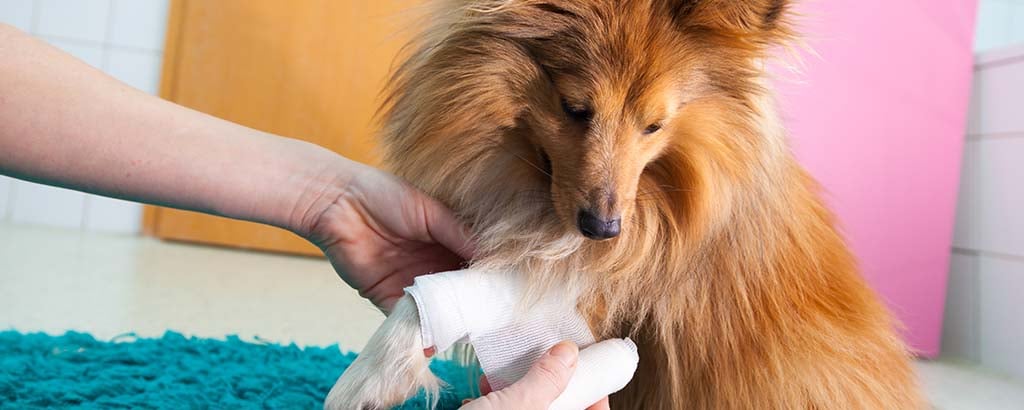 shetland sheepdog får nytt bandage av sin matte