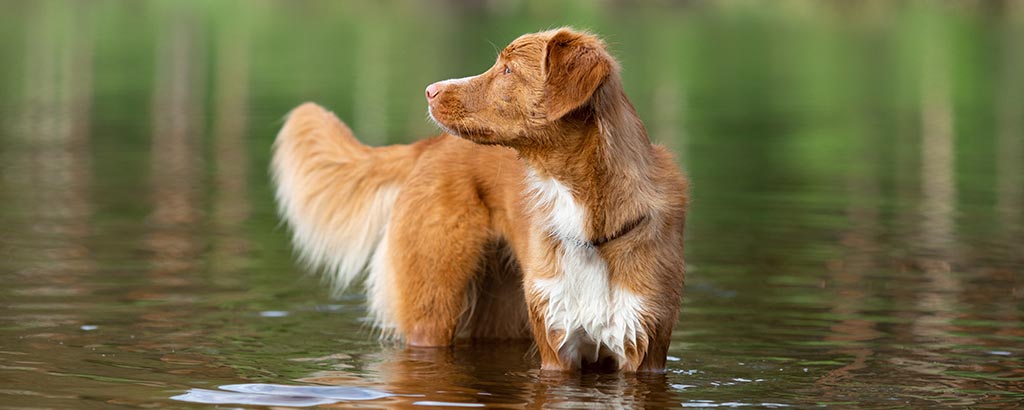 hund tollare står i vattenbrynet