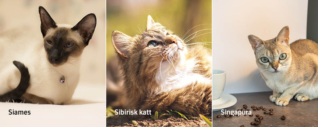 bild på tre kattraser; siames, sibirisk katt och singapura