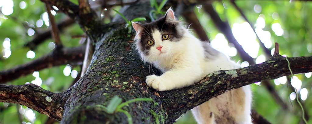 katt sitter i ett träd och tittar ner