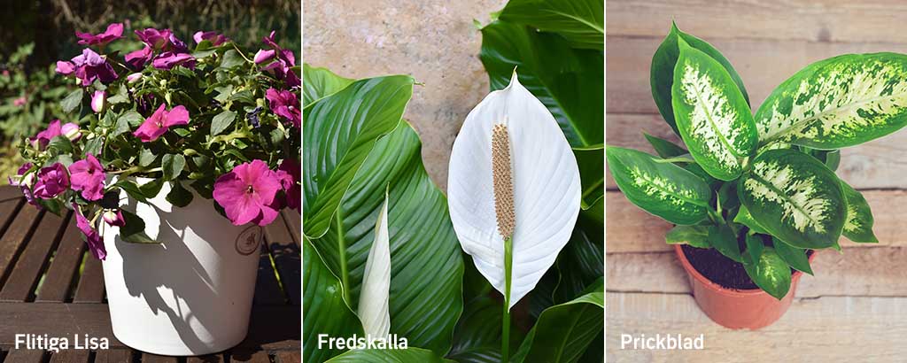 Växter med irriterande växtsaft, Flitiga lisa, Fredskalla, Prickblad