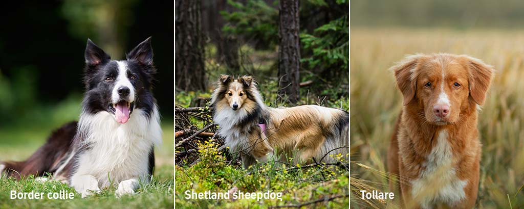 border collie, shetland sheepdog och tollare