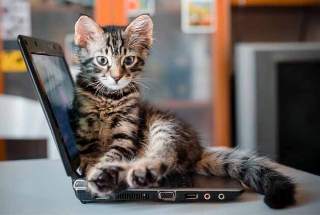 liten grå kattunge sitter på en laptop