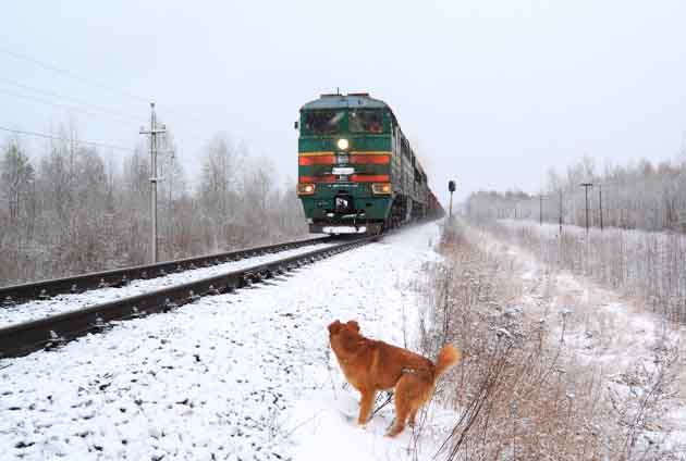 hund nära tågräls när tåget kommer