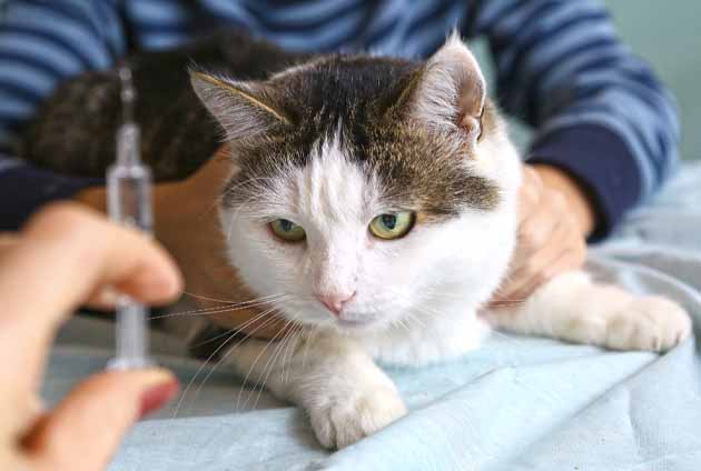 katt hos veterinären för att få vaccin