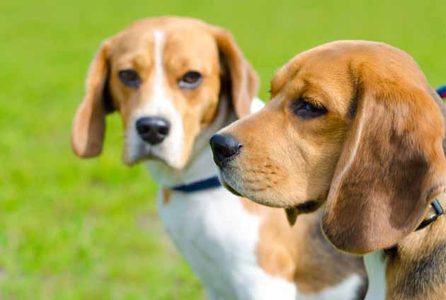 två hundar av rasen beagle utomhus